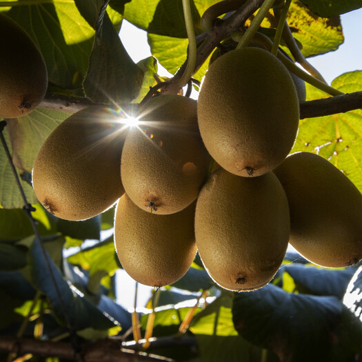 light shining through kiwifruit