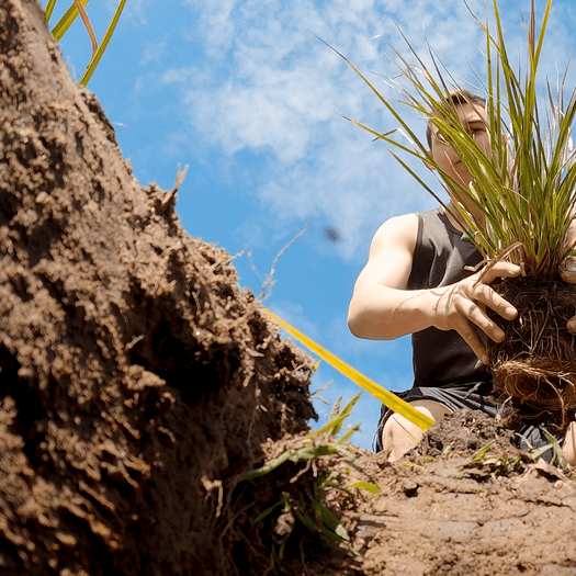 view looking up through riparian planting