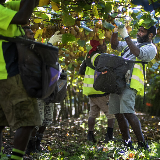 RSE workers on a Trinity Lands farm