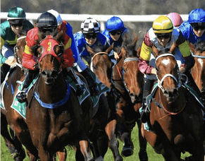 Hawke&#039;s Bay Jockey