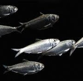 Fish Bait