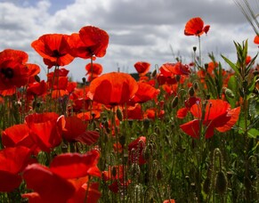 For the sake of others