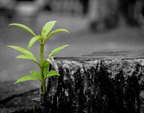 The Unique and Unchanging Message