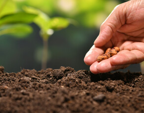 A Seed That Bears Much Fruit