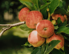 Late-season apples: tree-ripened and full of flavour