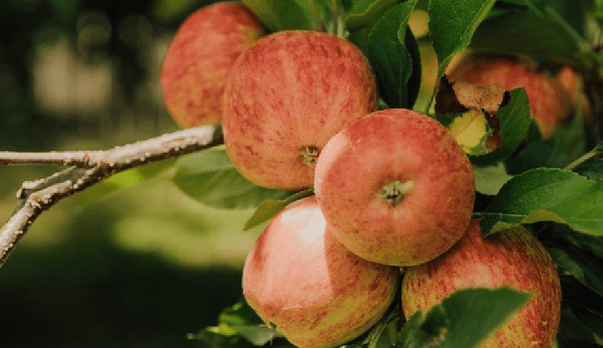 Late-season apples: tree-ripened and full of flavour