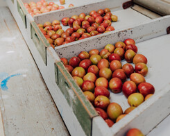 local produce Hamilton