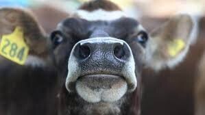 Photo courtesy of Stuff