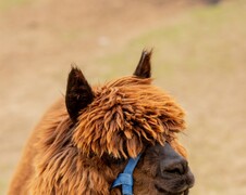 Alpaca knitting yarn available at Tauranga Knitting Centre