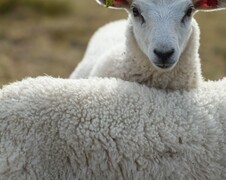 New Zealand Wool knitting yarn available at Tauranga Knitting Centre