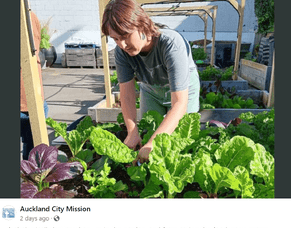City Mission making a difference with their food gardening, supported by Gardens4Health