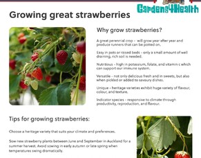 Strawberry growing time!
