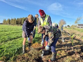 Planting the drain at the Kahikatea Grove