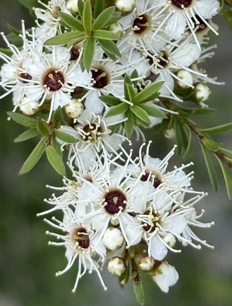 Cambridge Tree Trust | Manuka or Kanuka?