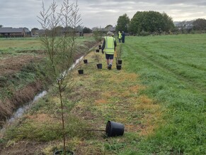 Kahikatea Grove 1.7.25