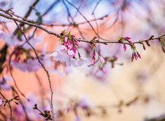 Student Leave Application Form - Puka Whakaputa Tauira