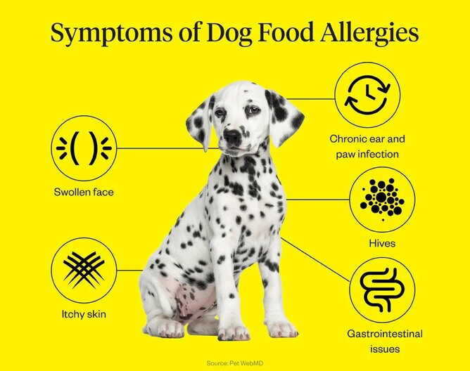 are dog allergies common