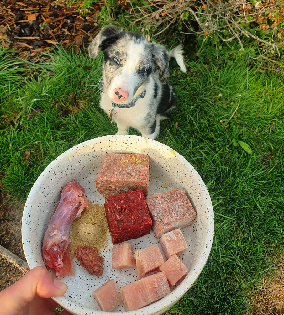 Puppies eating raw meat best sale