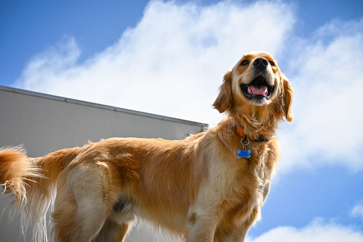 Dog daycare for intact hot sale dogs