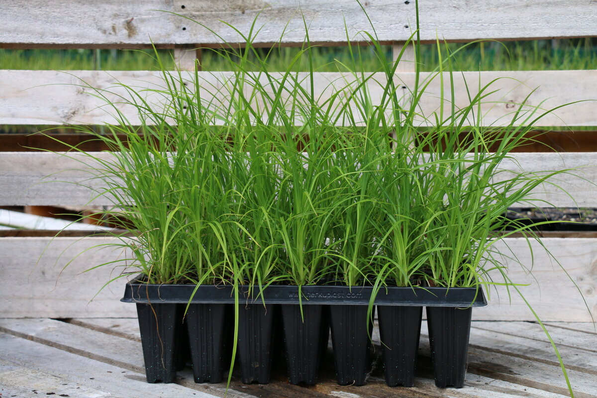 Native Plants The Native Dairy Farmer I Te Awamutu Waikato