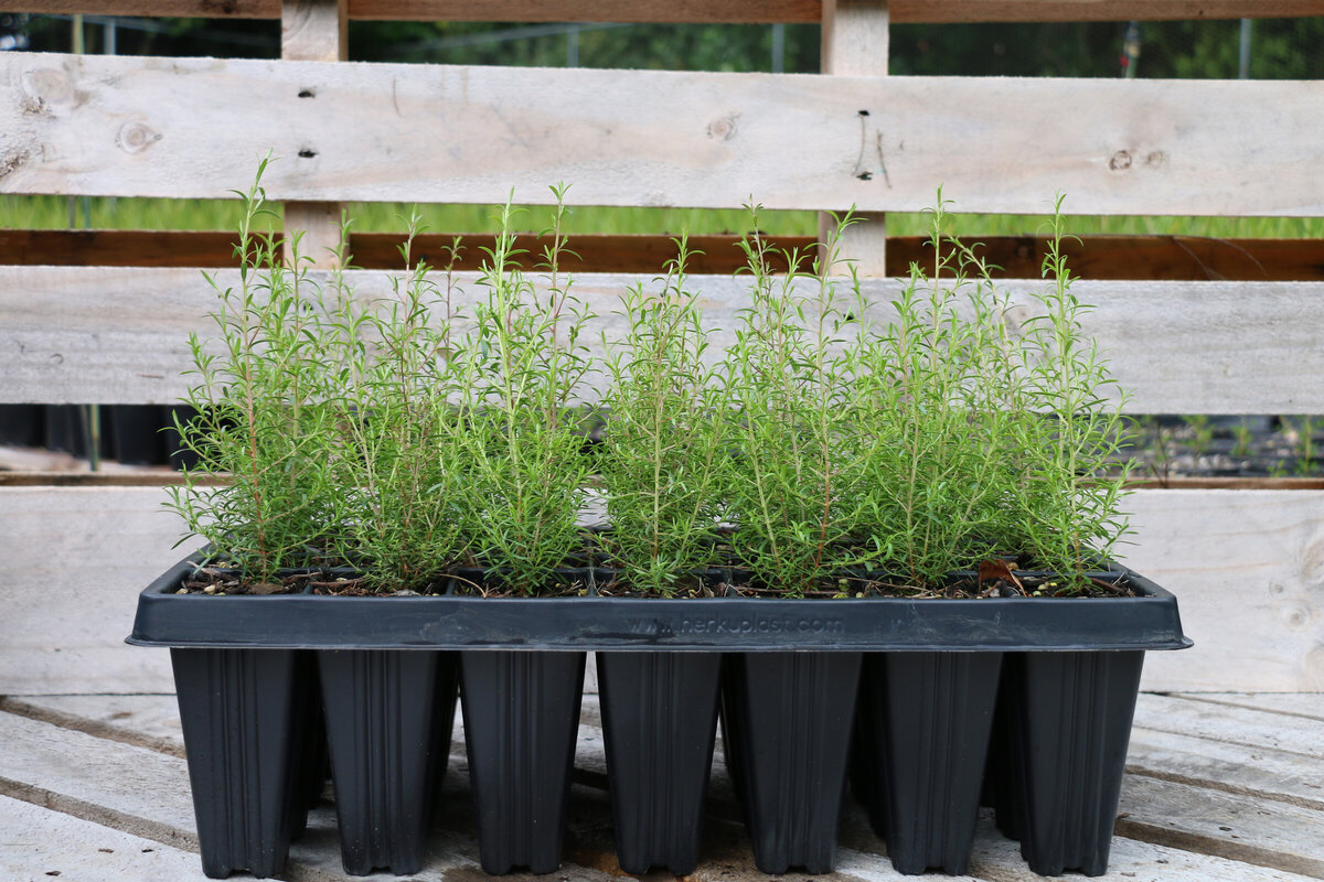 Native Plants The Native Dairy Farmer I Te Awamutu Waikato