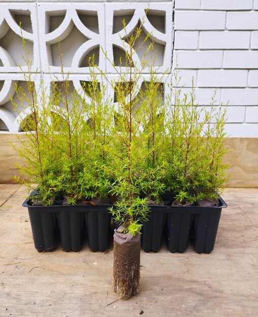 Native Plants The Native Dairy Farmer I Te Awamutu, Waikato