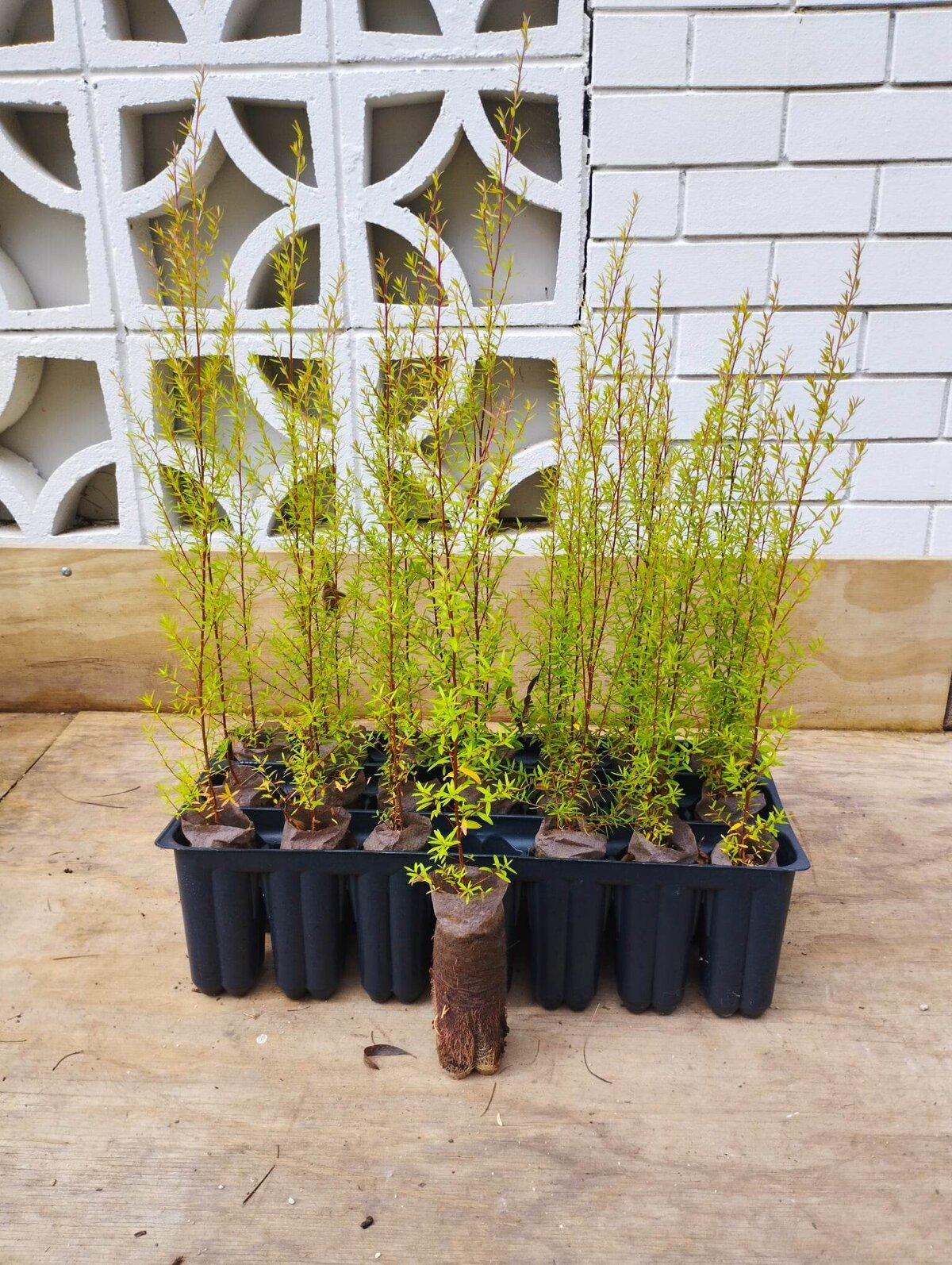 Native Plants The Native Dairy Farmer I Te Awamutu, Waikato