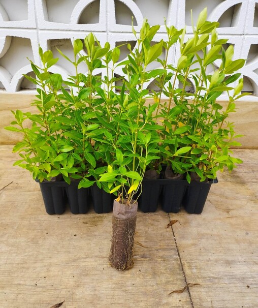 Native Plants The Native Dairy Farmer I Te Awamutu, Waikato