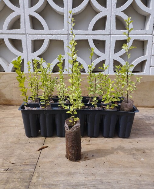 Native Plants The Native Dairy Farmer I Te Awamutu, Waikato