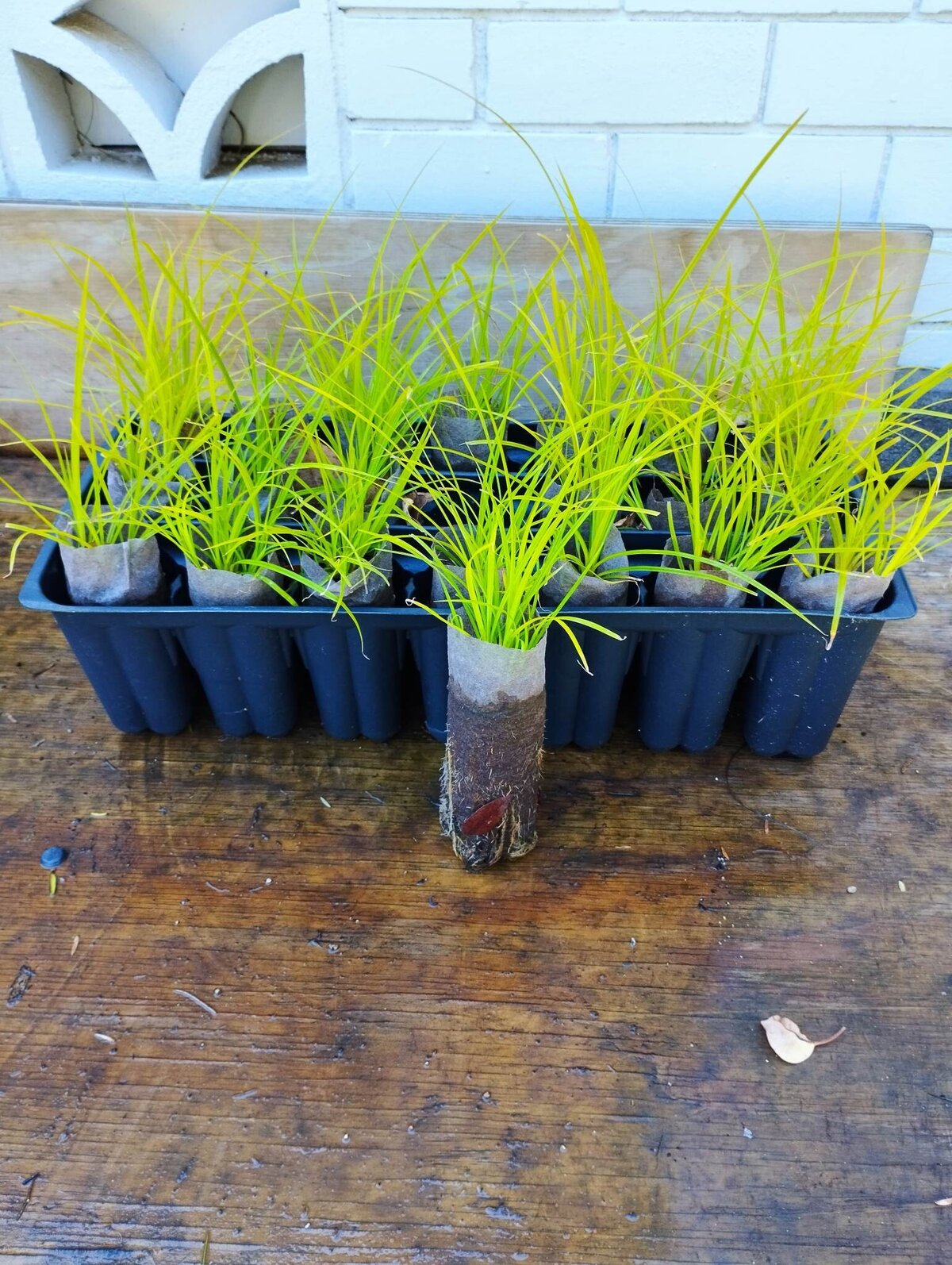 Native Plants The Native Dairy Farmer I Te Awamutu, Waikato