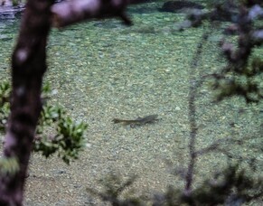 New Zealand fly fishing video