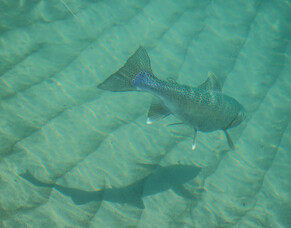 The history of acclimatisation