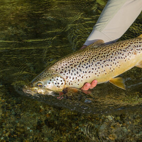 New Zealand Fly fishing guide | Todd Adolph Guided Fly Fishing ...