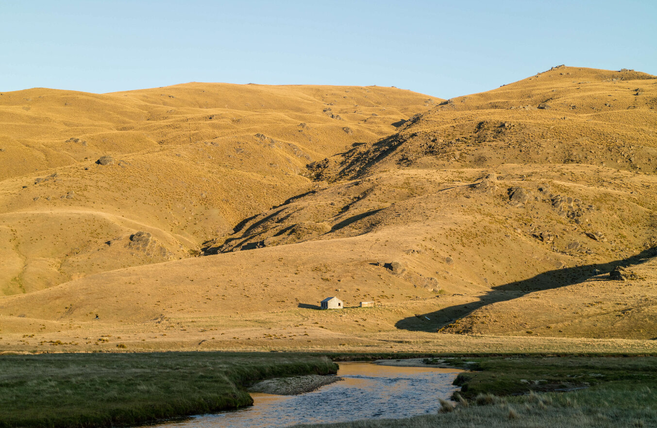 Summertime dry fly fishing Otago NZ Todd Adolph