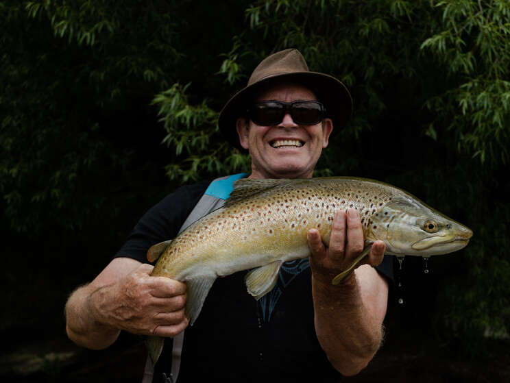 dry fly eating wild New Zealand brown trout  Todd Adolph