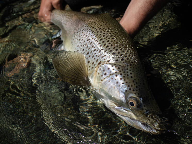 Brown trout perfection. South island New Zealand  Todd Adolph 