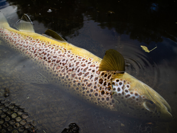 NZ tourism, adventure, Backcountry, explore, Todd Adolph, NZ, New Zealand, Brown Trout, flyfishing, otago, southland, south Island, Fishing Guide, fishing fluefiske, flugfiske