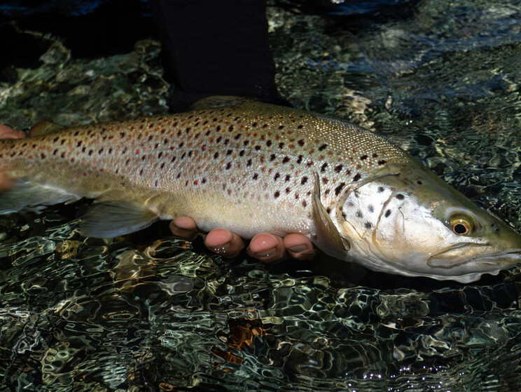 gin clear, fly fishing, NZ, New Zealand flyfishing, wild trout, brown trout, trophy trout. Todd Adolph NZ tourism, travel fluefiske flugfiske back country explore Queenstown, Otago, Southland Fiordland Wanaka