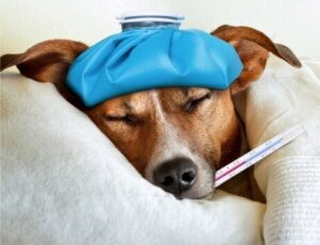 Sickness Prevention | Gardna Carpet Cleaning