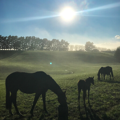 Highden Park | Retired Champions