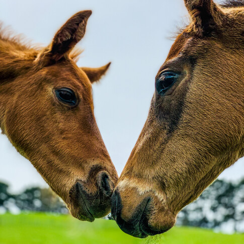 Contact Highden Park NZ