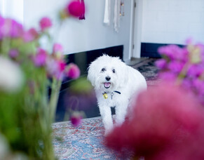 Why Dogs Are Part of the Boho Family