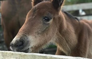 Rescue Notification - Click here to notify us of an animal or owner in need