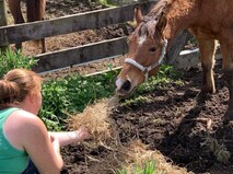 Hands on Volunteers - We need people to help muck out, feed out, and support out team on the ground. Scroll down for more information.