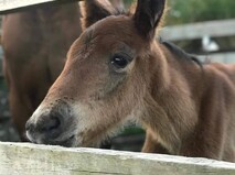 Help us Fundraise - Fundraising never ends. We always have feed and vet bills to pay. If you're able to help, please contact us.