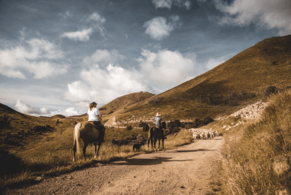 RDP are helping to Support Local in North Canterbury