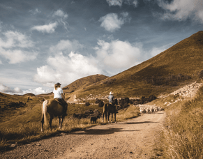 RDP are helping to Support Local in North Canterbury
