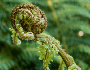 Te Niwha Community Development Grant Approved -