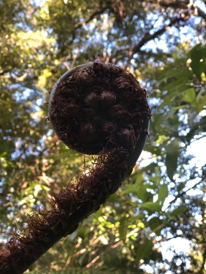 Mamaku - Can be mis-identified as Pikopiko