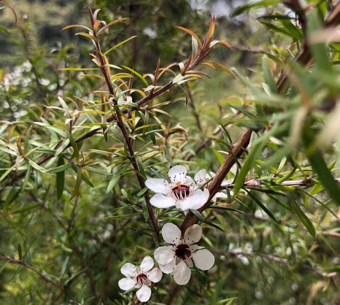 Manuka